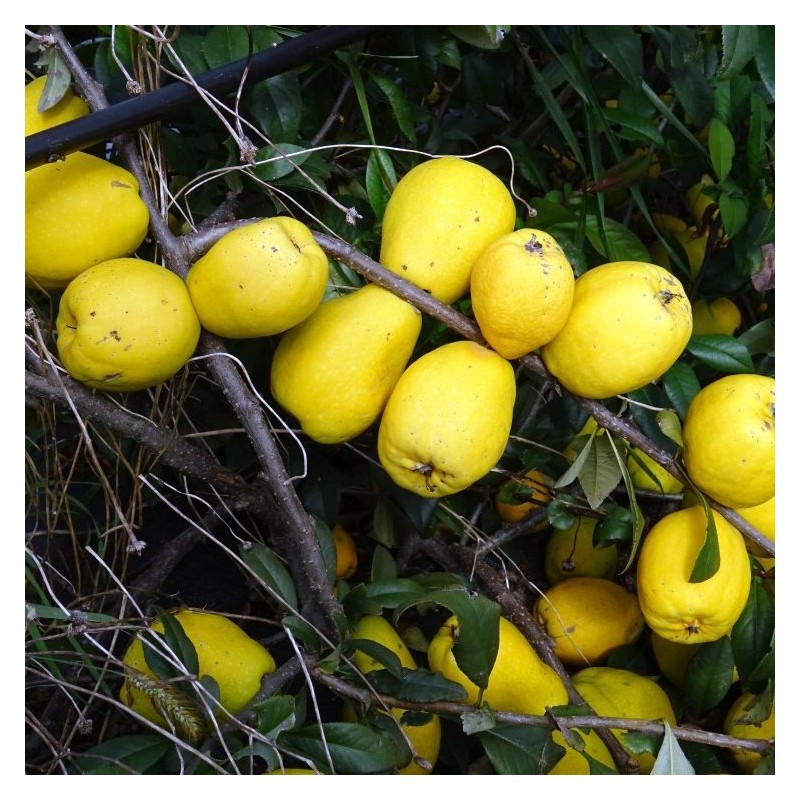 Cognassier du Japon Northern Lemon