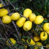 Cognassier du Japon Northern Lemon