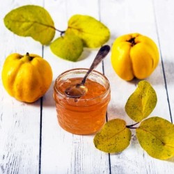Cognassier du Japon Northern Lemon