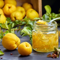 Cognassier du Japon Northern Lemon
