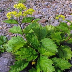 Patrinia