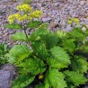 Patrinia