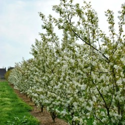 Amelanchiers fruitiers : rares plants forts