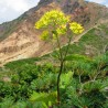 Patrinia
