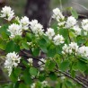 Amelanchiers fruitiers : rares plants forts