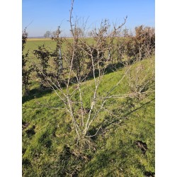 Amelanchiers fruitiers : rares plants forts