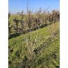 Amelanchiers fruitiers : rares plants forts