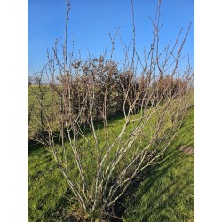Amelanchiers fruitiers : rares plants forts