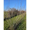 Amelanchiers fruitiers : rares plants forts