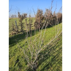 Amelanchiers fruitiers : rares plants forts