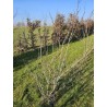 Amelanchiers fruitiers : rares plants forts