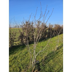Amelanchiers fruitiers : rares plants forts