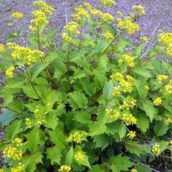 Patrinia