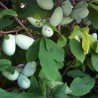 Asiminier KSU Atwood
