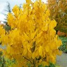 Asiminier KSU Atwood