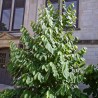 Asiminier KSU Atwood