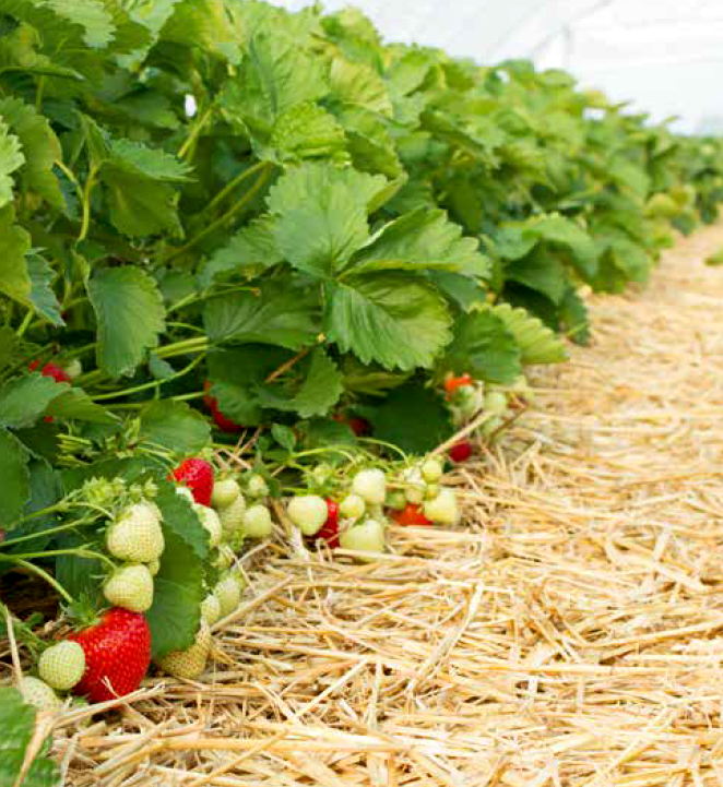 La saison de la fraise commence tout juste ! 