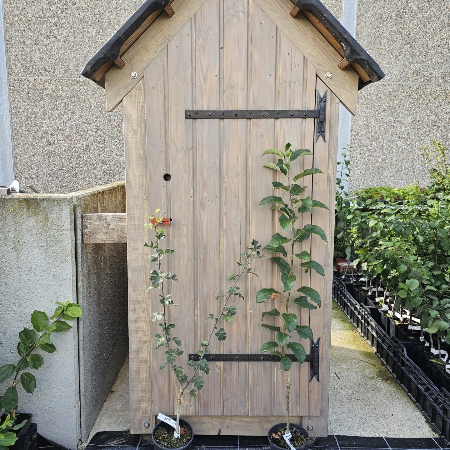 Nos GREFFES de fruitiers de cet hiver ! Ici, une aubépine à gros fruit très agréable, et un excellent pommier de variété exclusive, découverte par un ami belge. Bientôt disponibles ! 
Le chalet, c'est notre célèbre toilette sèche pour nos chanceux clients :-)
Tout à gauche, un nouveau rare Cudranier, et tout à droite, les Prunus classiques et interspécifiques.