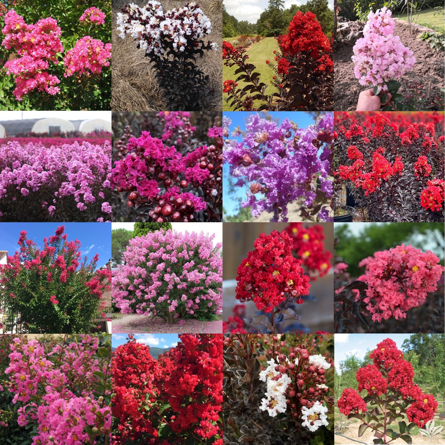 Notre OFFRE LAGERSTROEMIA d’août 2025 : 30 rares variétés modernes de lilas des Indes/d’été, DISPONIBLES CE VENDREDI 8 ! Buissons florifères très faciles et rustiques.
Article complet, détails, et descriptions des variétés avec photos : www.wallo.green/blogshop/2025/08/04/nos-lilas-des-indes-aout-2025/
Nous en cultivons depuis des années, en collaboration avec le spécialiste français de la plante. Un résumé de conseils faciles sera distribué aux acheteurs. Nous avons une sélection spéciale « ÉTÉS POURRIS BELGES » : ces variétés fleuriront facilement chaque année sauf exception. Certaines ont un FEUILLAGE NOIR toute la belle saison : même sans fleurs c’est spectaculaire. 
En stock : pots de 3, 7 et 15 litres (respectivement 2, 3 et 4 ans de croissance de la belle touffe). Nous avons quelques fortes hautes tiges, troncs de 170 cm (6 à 10 ans de culture…). Ils sont TOUS EN FLEURS ACTUELLEMENT jusque fin août, c’est rare en Belgique de pouvoir les choisir en floraison.
La collection sera aussi exposée et en vente à la Fête de la Tomate du 15 au 17 août à Velaine-Sur-Sambre !