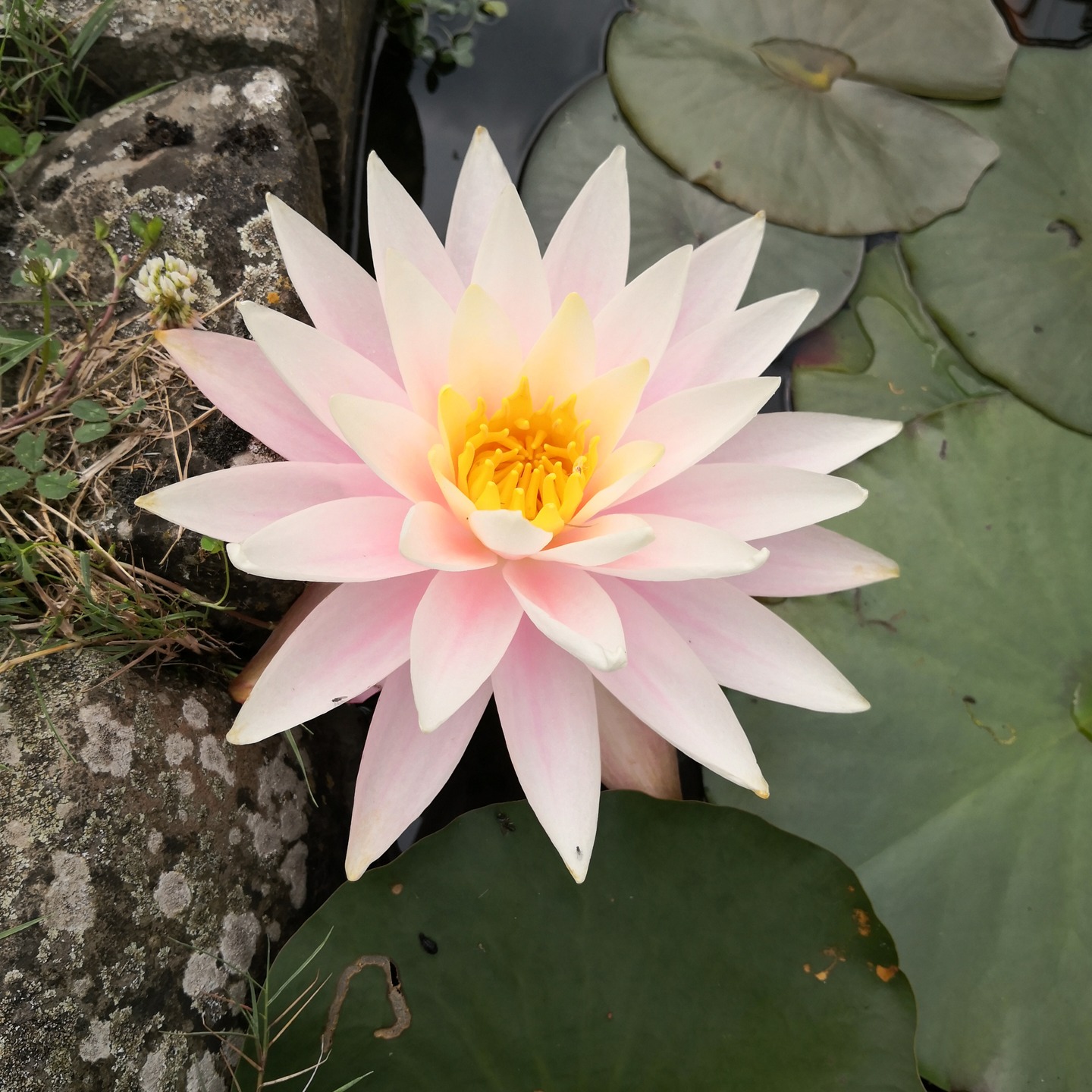 Nénuphar Shelly Pink dans notre mare de Fleurus. Variété à très grandes fleurs. Multiplication sur demande.