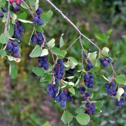 Amelanchier Sleyt