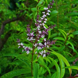 Verveine citronnelle