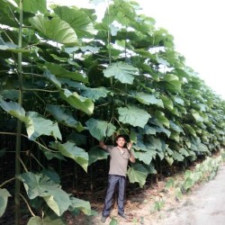 Paulownia tomentosa - biomasse